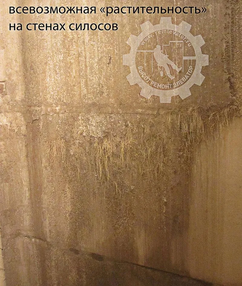 растительность на стенах силосов